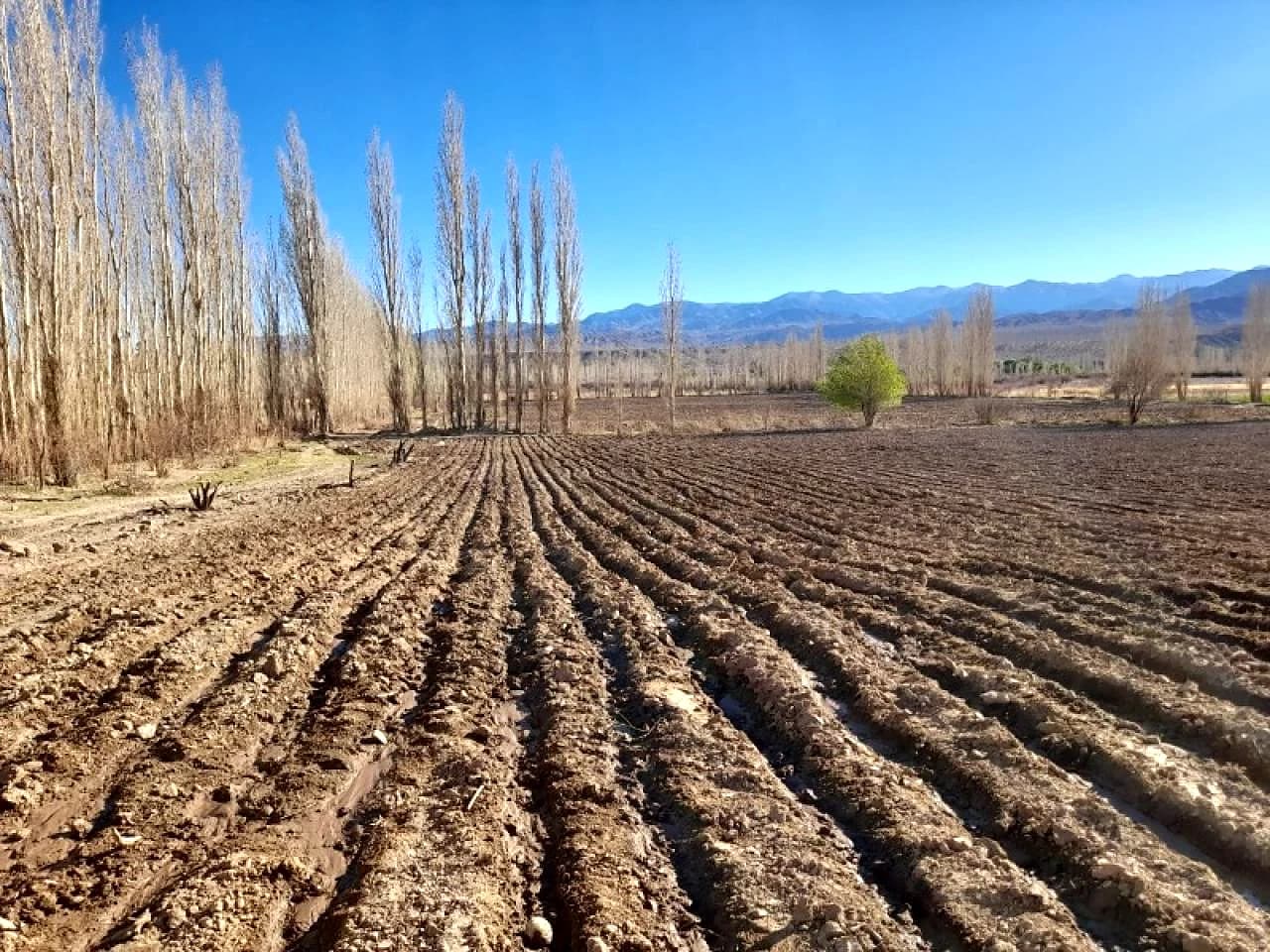 Venta Finca 7.5 Ha. Calingasta Villa Nueva