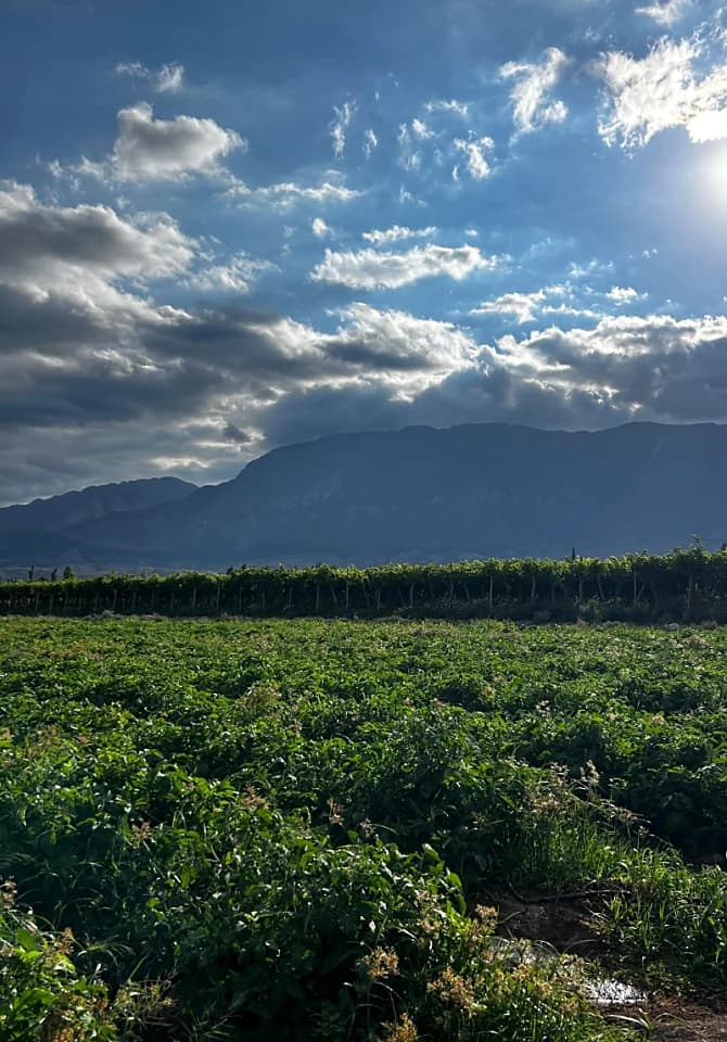 4 Ha Para Cultivo Zona Pocito Calle 14 La Rinconadao